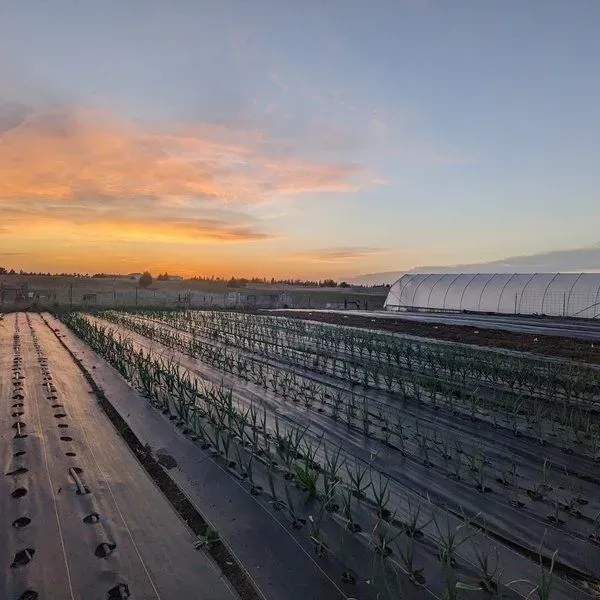 Sunset Highway Farm
