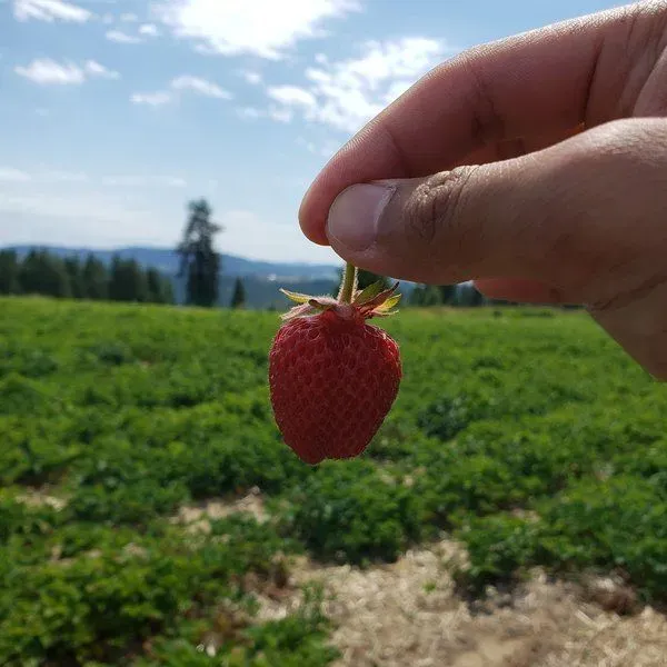 Bodacious Berries