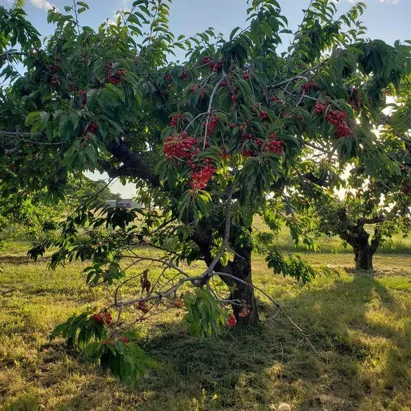 Smith's Hilltop Orchard