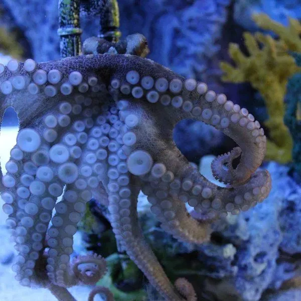 Blue Zoo Aquarium Spokane