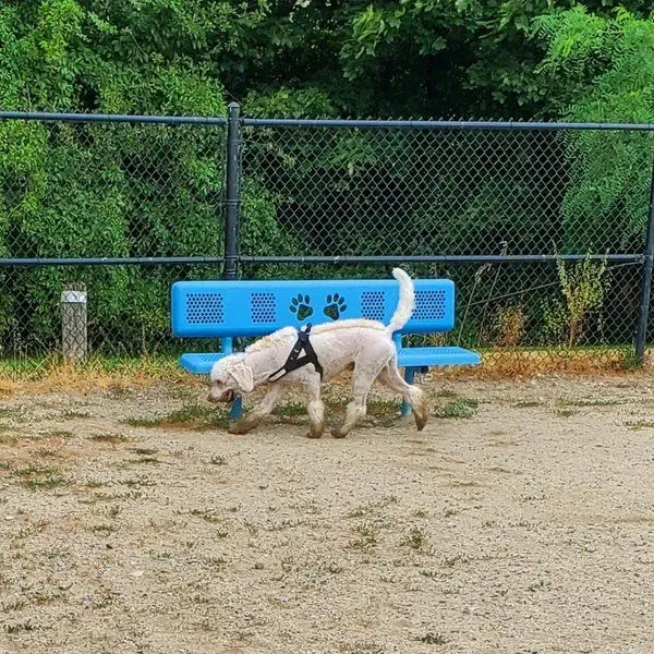 Valley Mission Dog Park