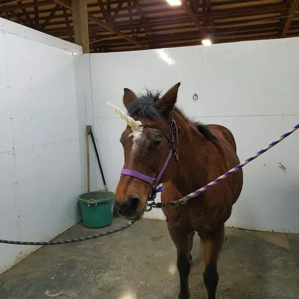 Medicine Horse Stables