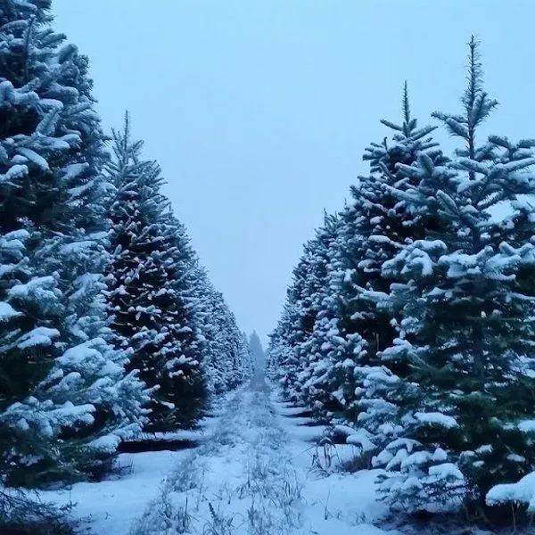 Carver Farms