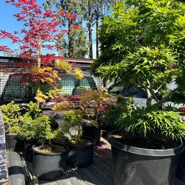 Wabi Sabi Japanese Gardens & Nursery