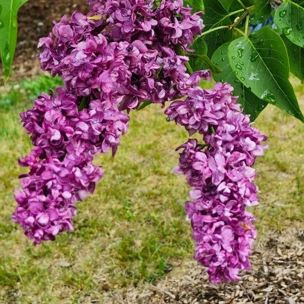Lilac Garden