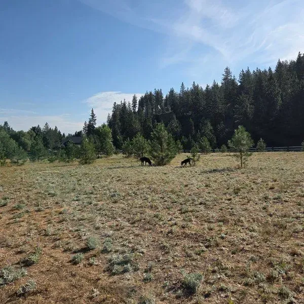 Dog-Friendly Spokane