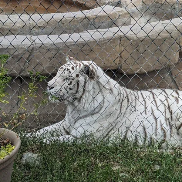 Cat Tales Wildlife Center