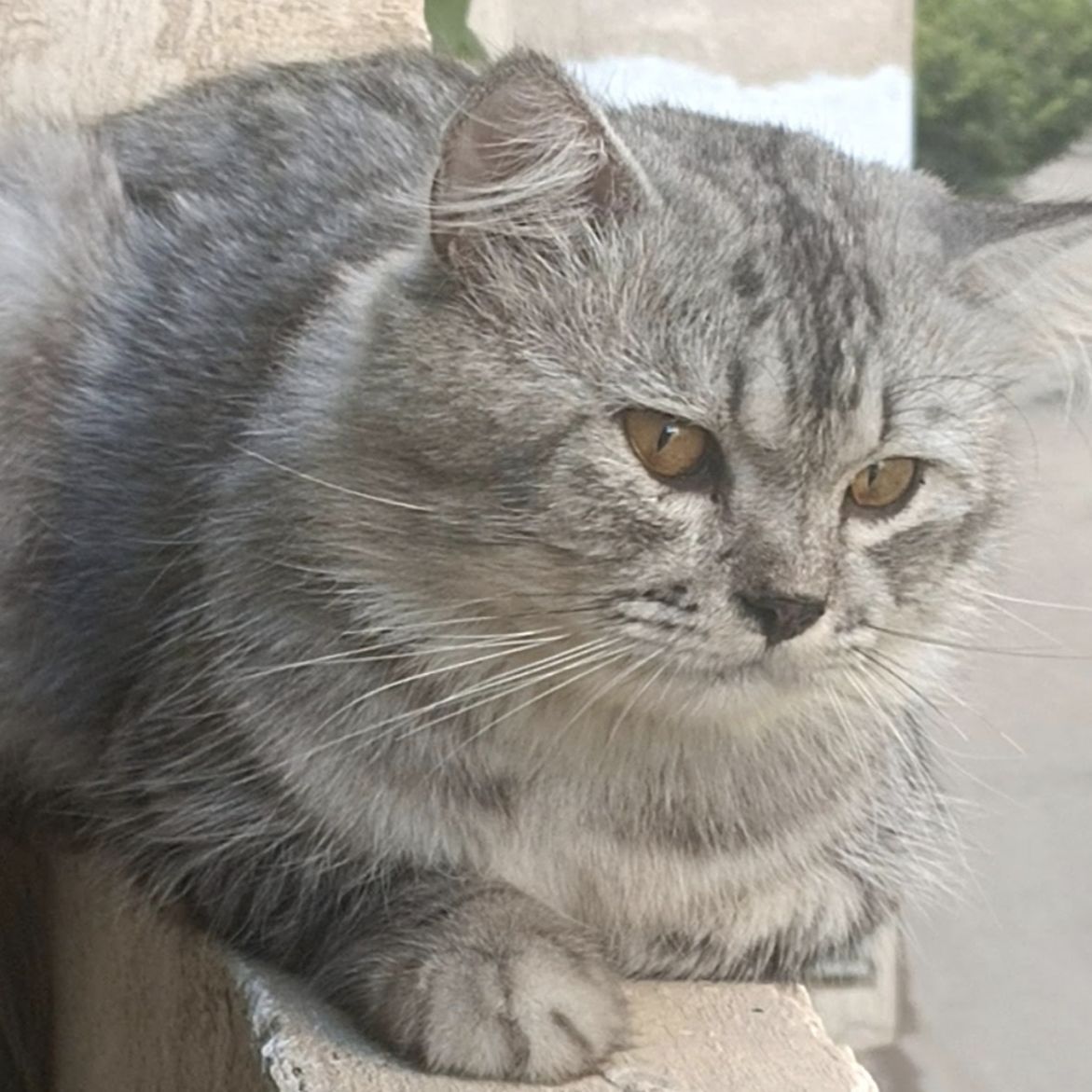 بندق