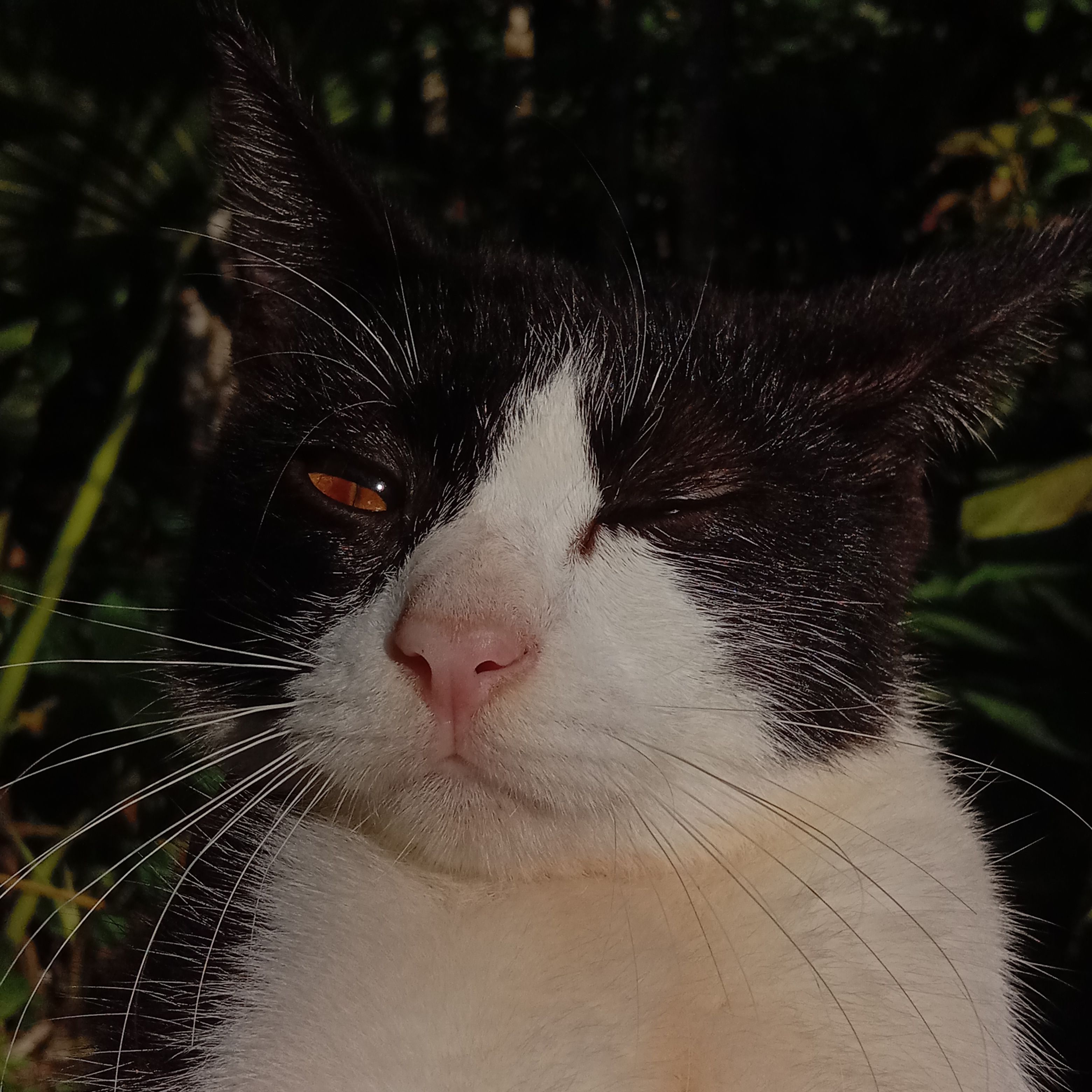 Billu