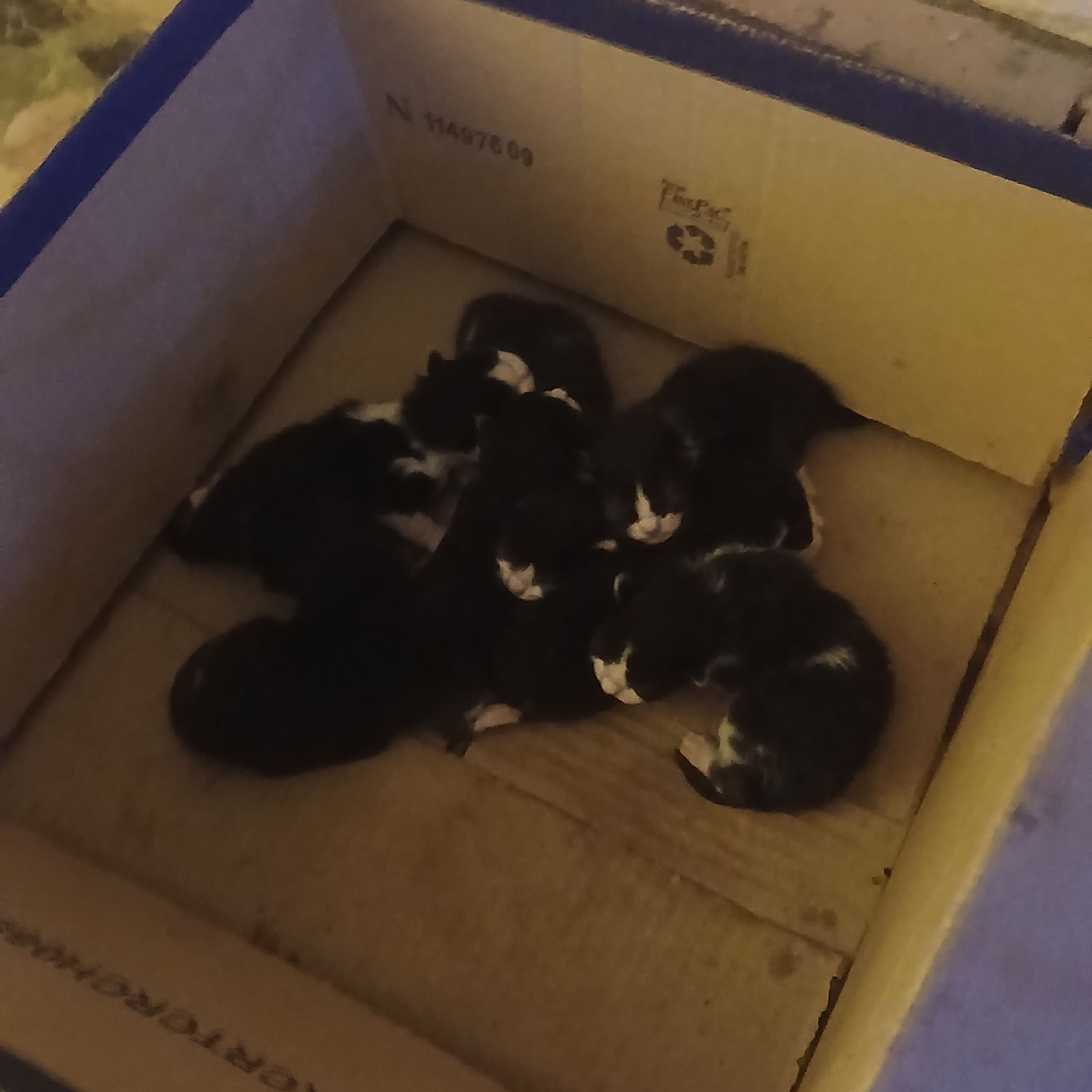 Kittens