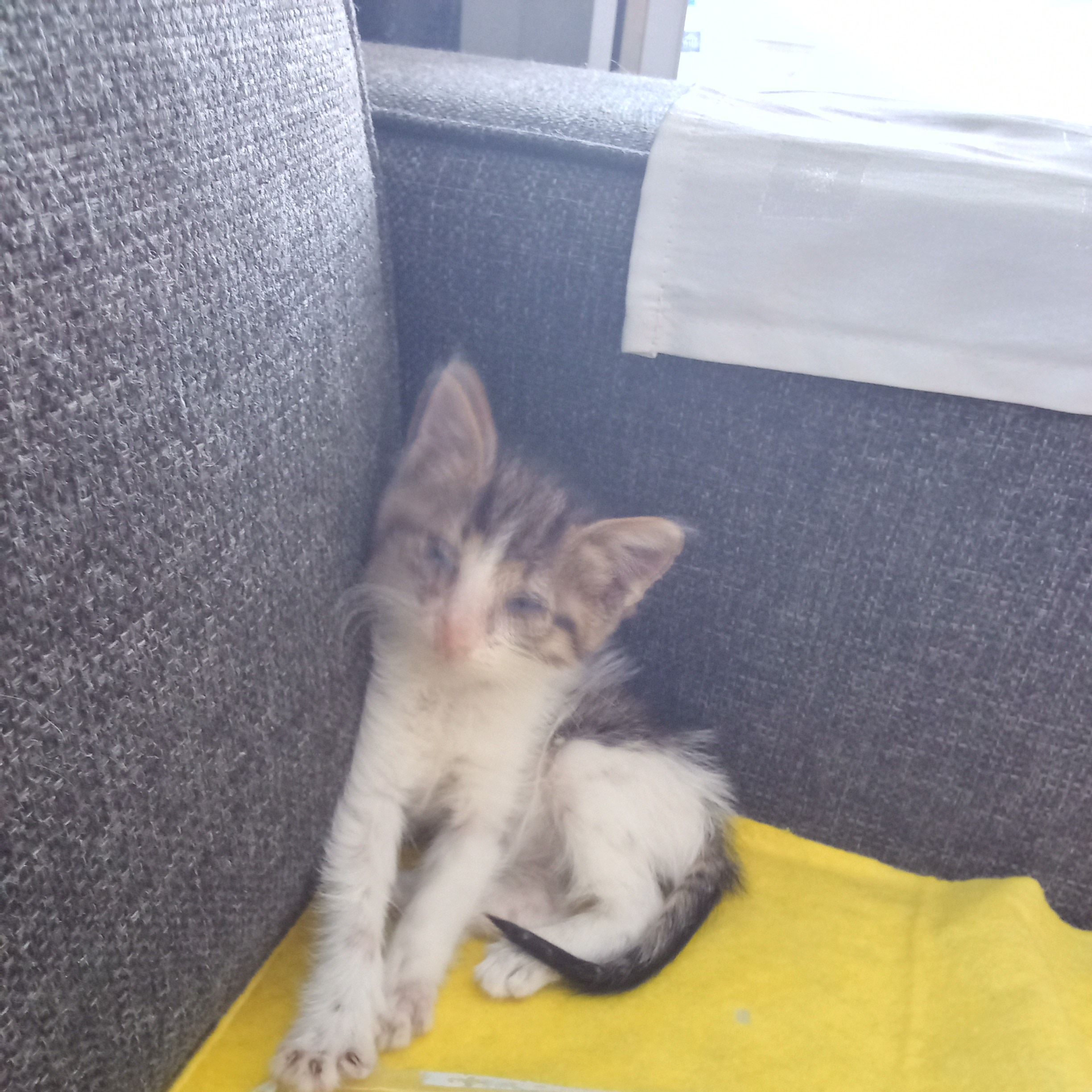 Kargo 