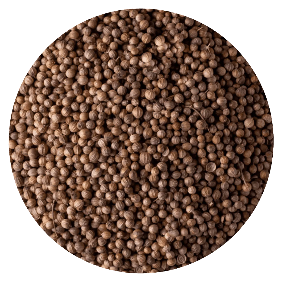 Coriandro grano