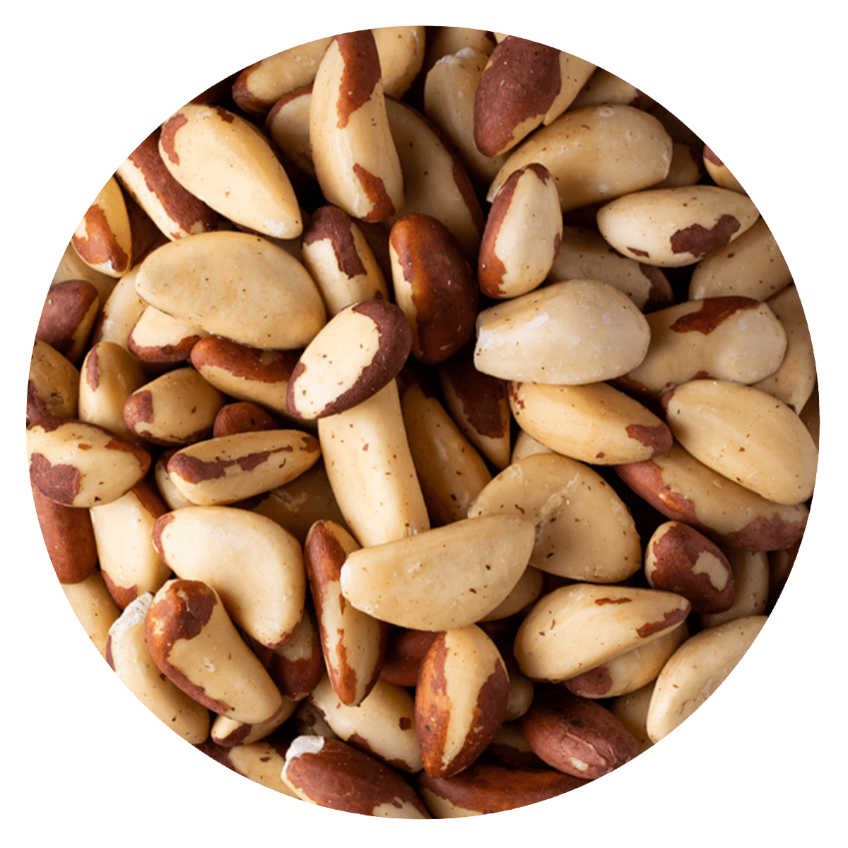 Castaña Para nuez Brasil BB