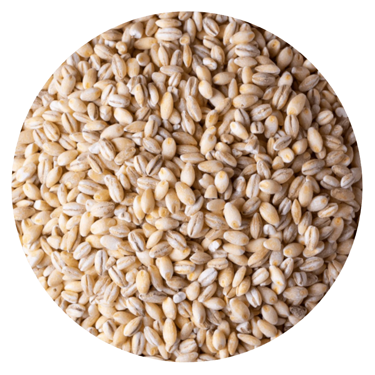 Cebada perlada