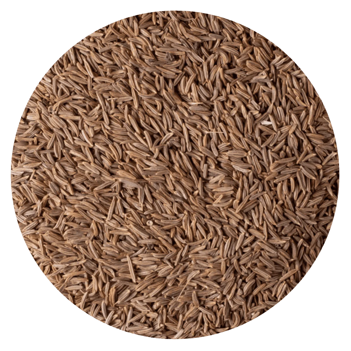 Kummel
