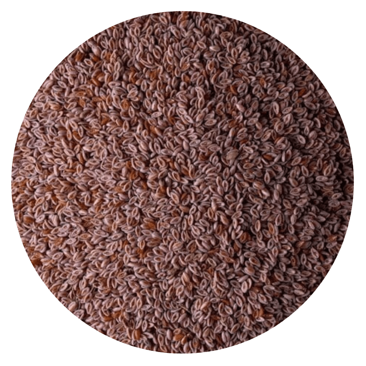 Semilla psyllium