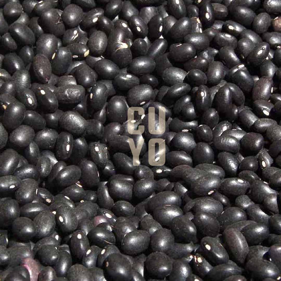 Poroto negro