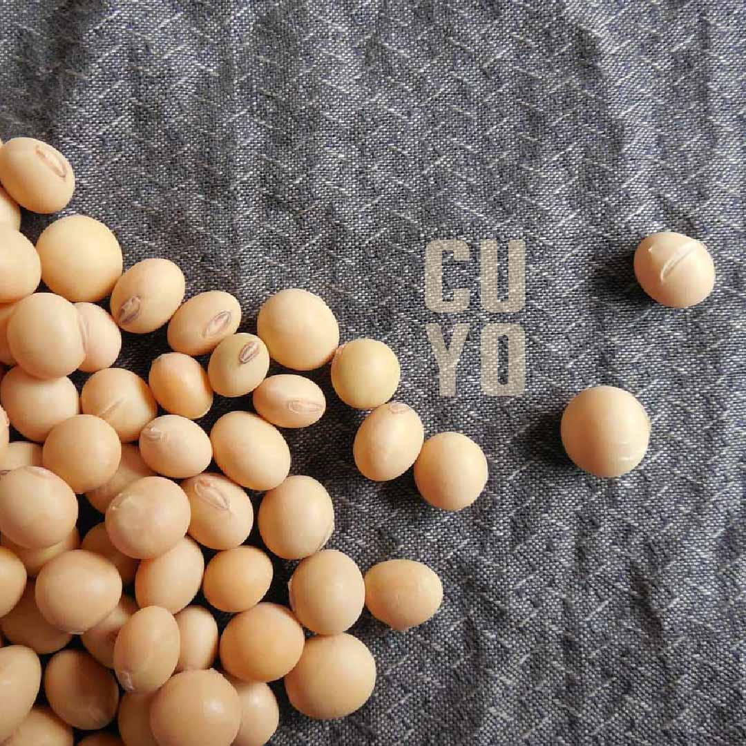 Poroto soja