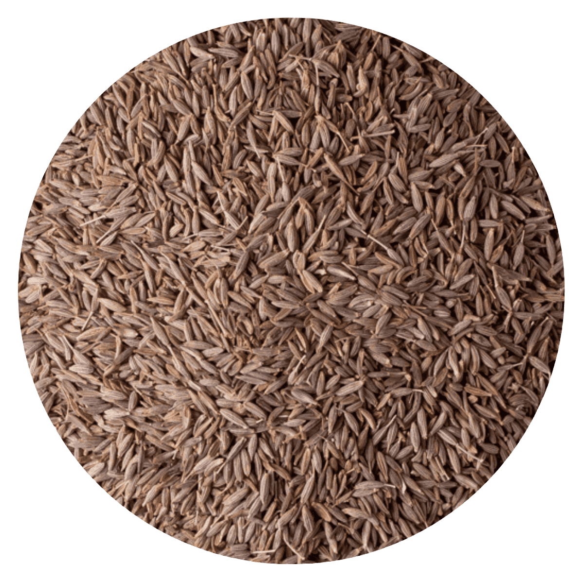 Comino grano