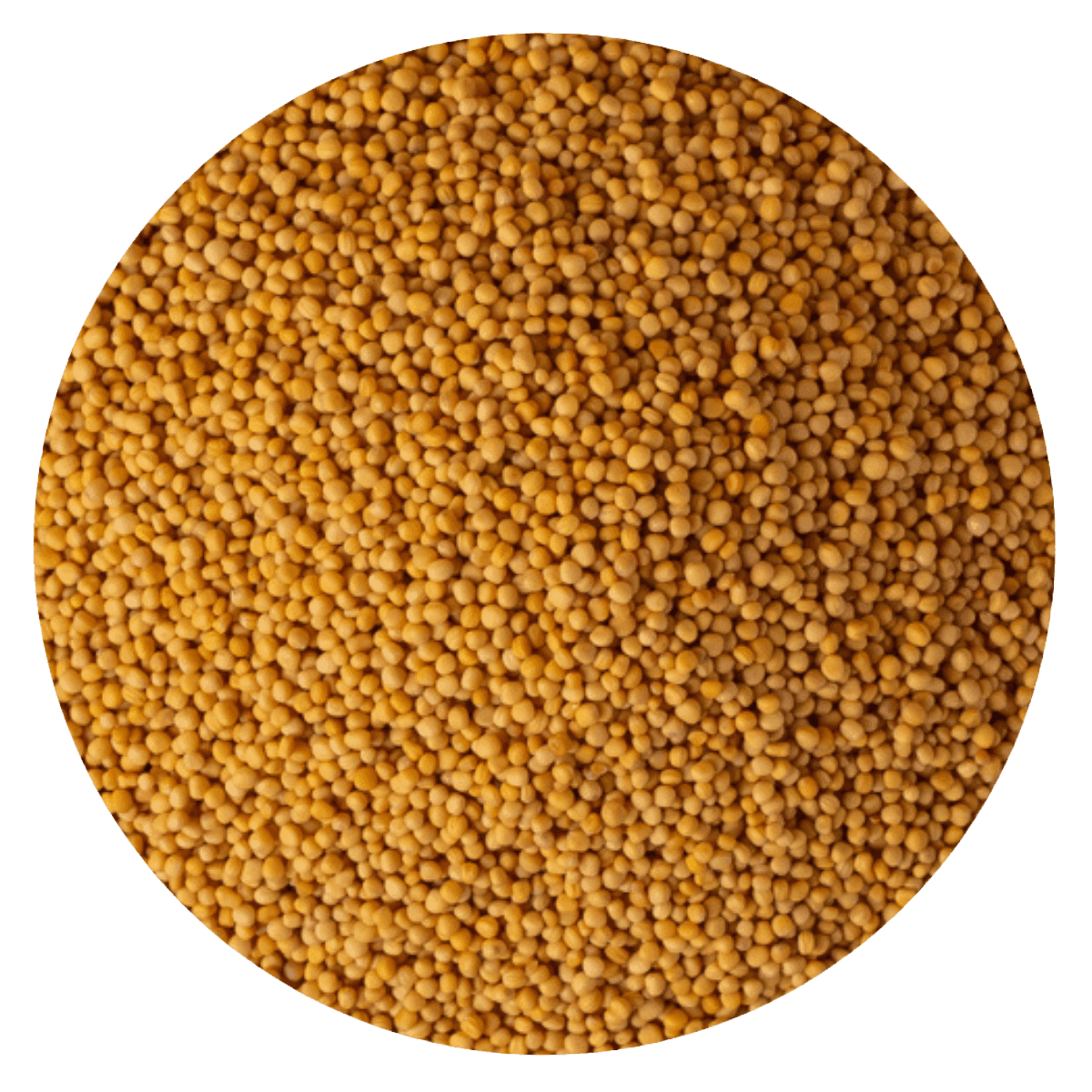 Mostaza grano amarilla