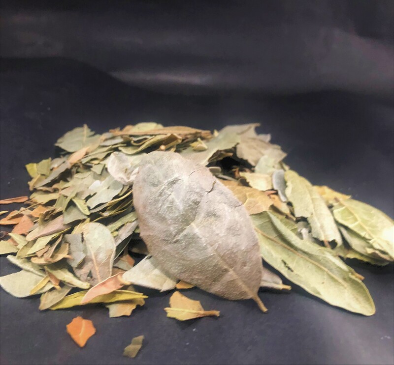 Boldo hoja