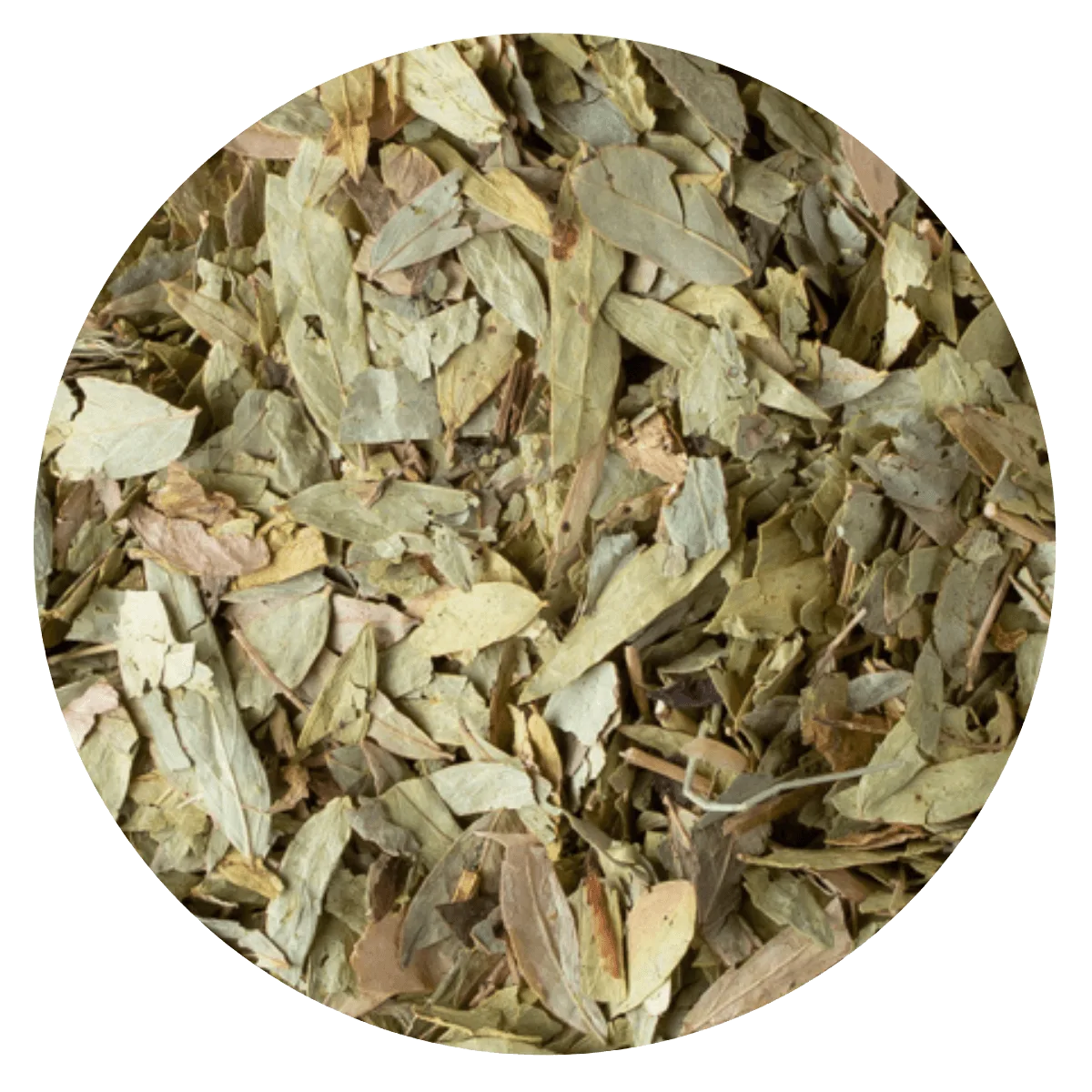 Sen hoja