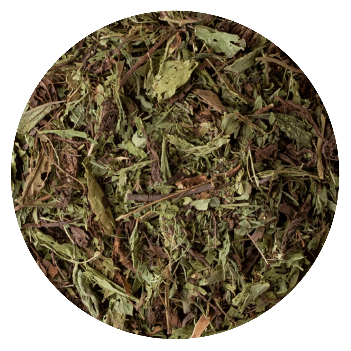 Stevia hoja