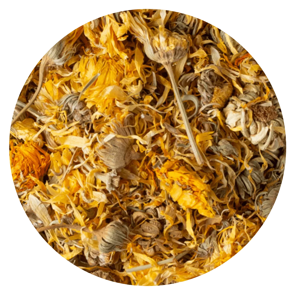 Calendula