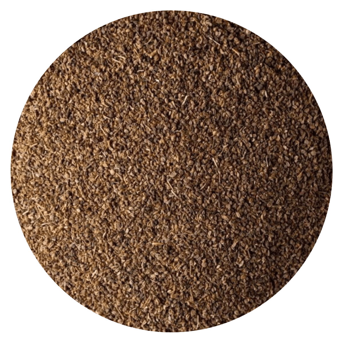 Semilla apio