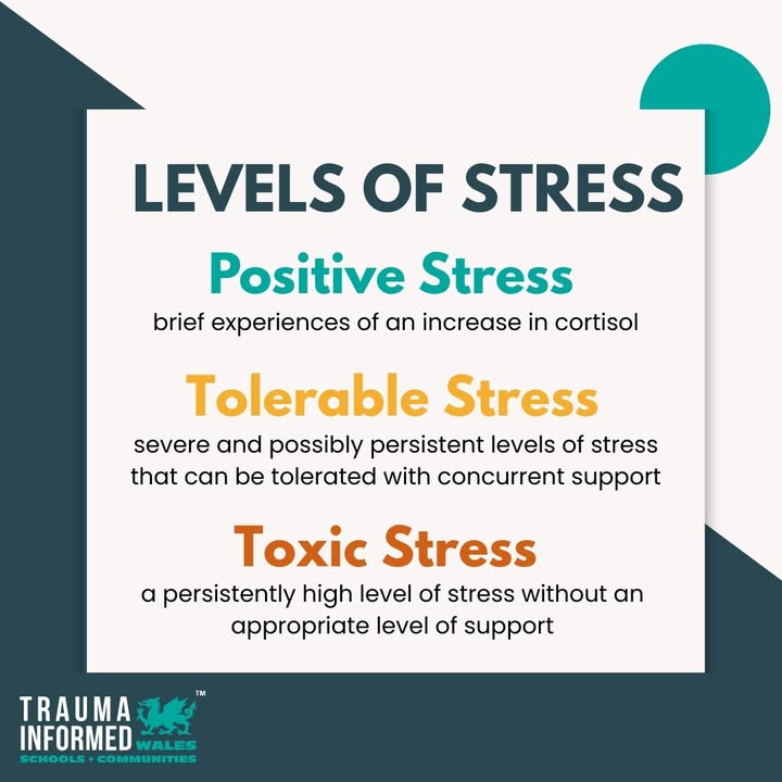 Back to basics: Stress Levels Explained 🫨