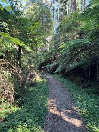 O'Shannassy Aqueduct Trail