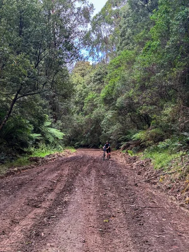 Young Creek Track