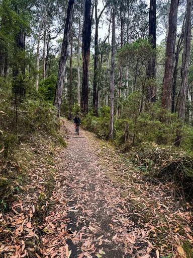 Red Carpet MTB Trail