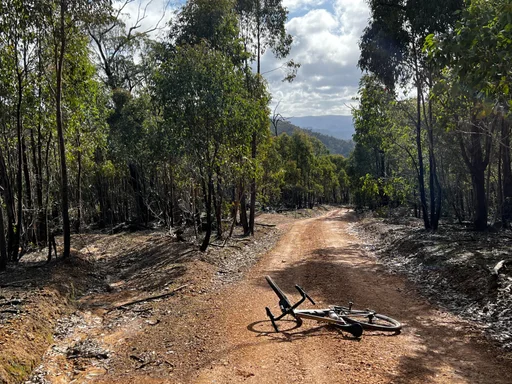 Mt Disappointment State Forest