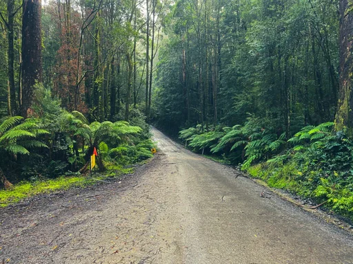 Forest road in the Otways