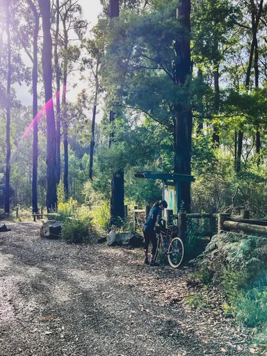 Toolangi State Forest