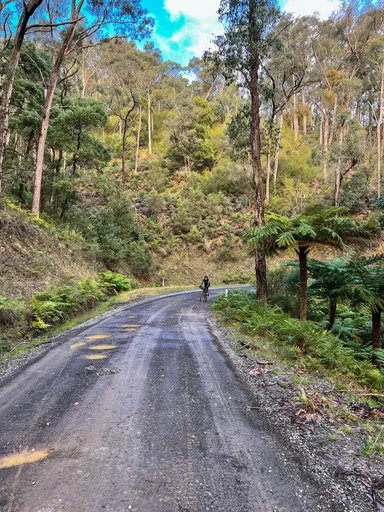 Toolangi State Forest