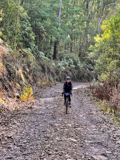 Toolangi State Forest