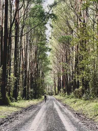 Toolangi State Forest