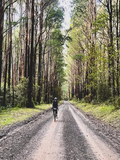 Toolangi State Forest