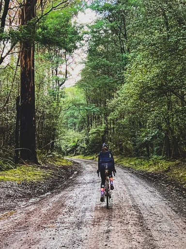 Toolangi State Forest