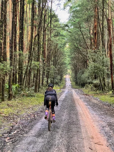 Toolangi State Forest