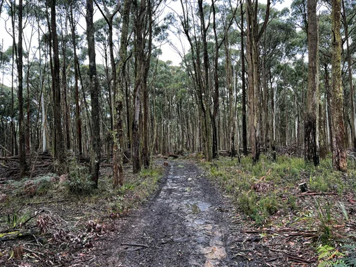 Woodend Gravel Loop — original ride photograph, 2022. Photo: Vince Masci / BikeRoutes. Capture GPS unavailable; gallery only.