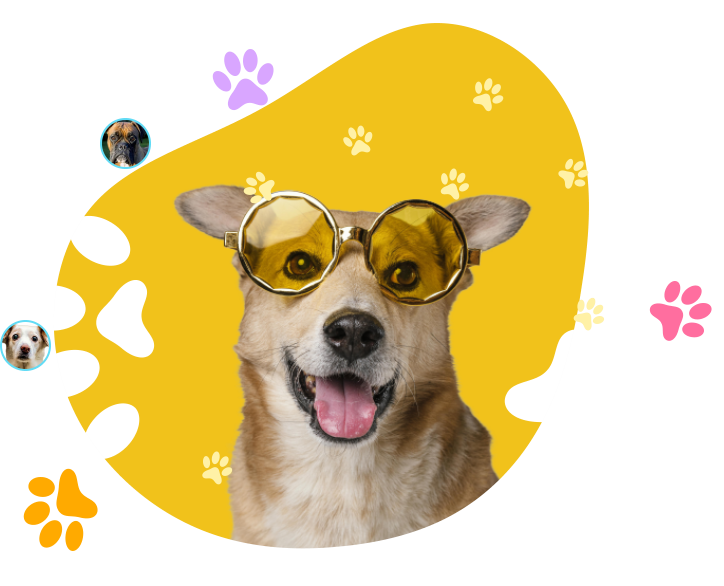 Amigo Pet