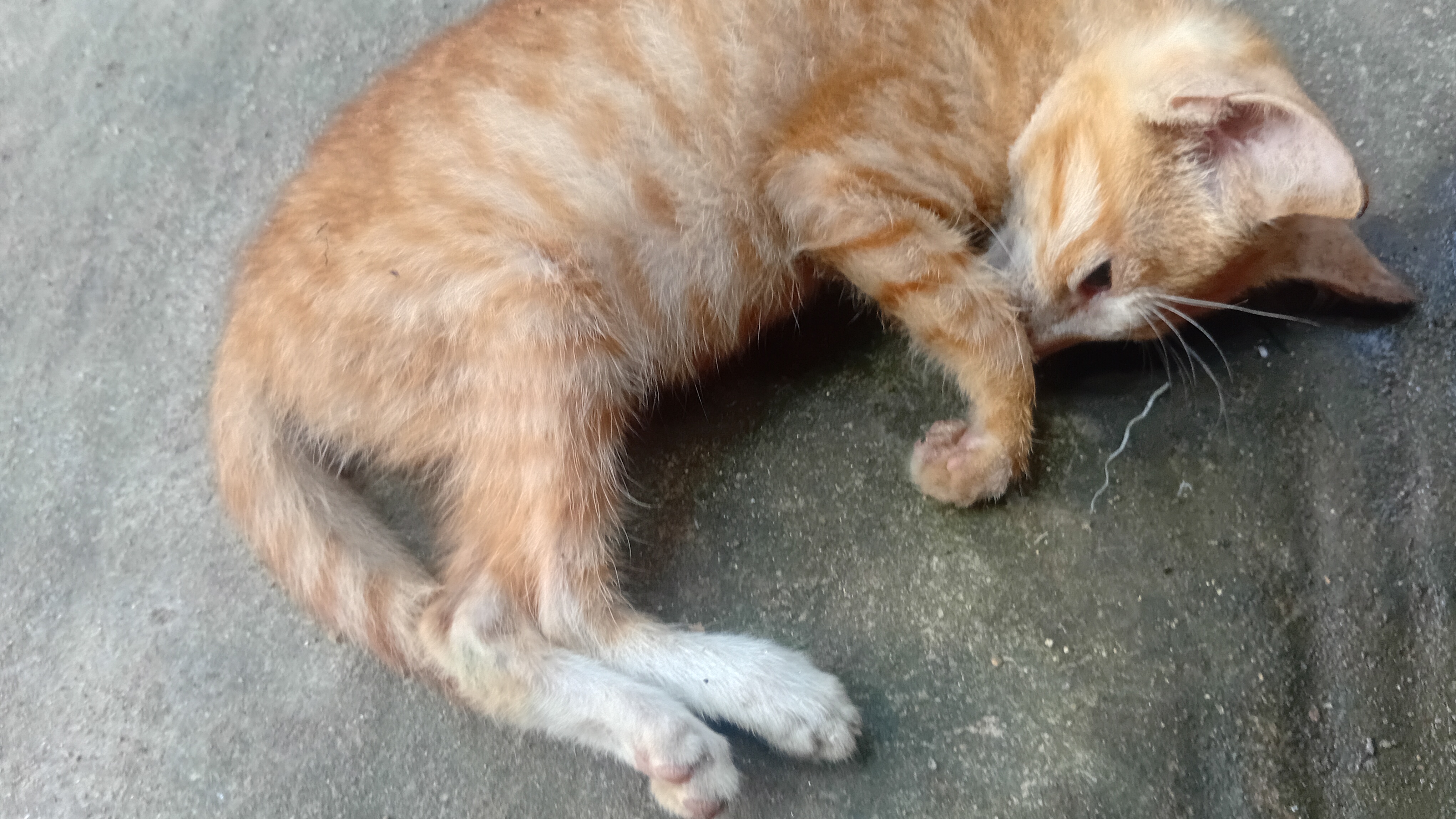 Kit