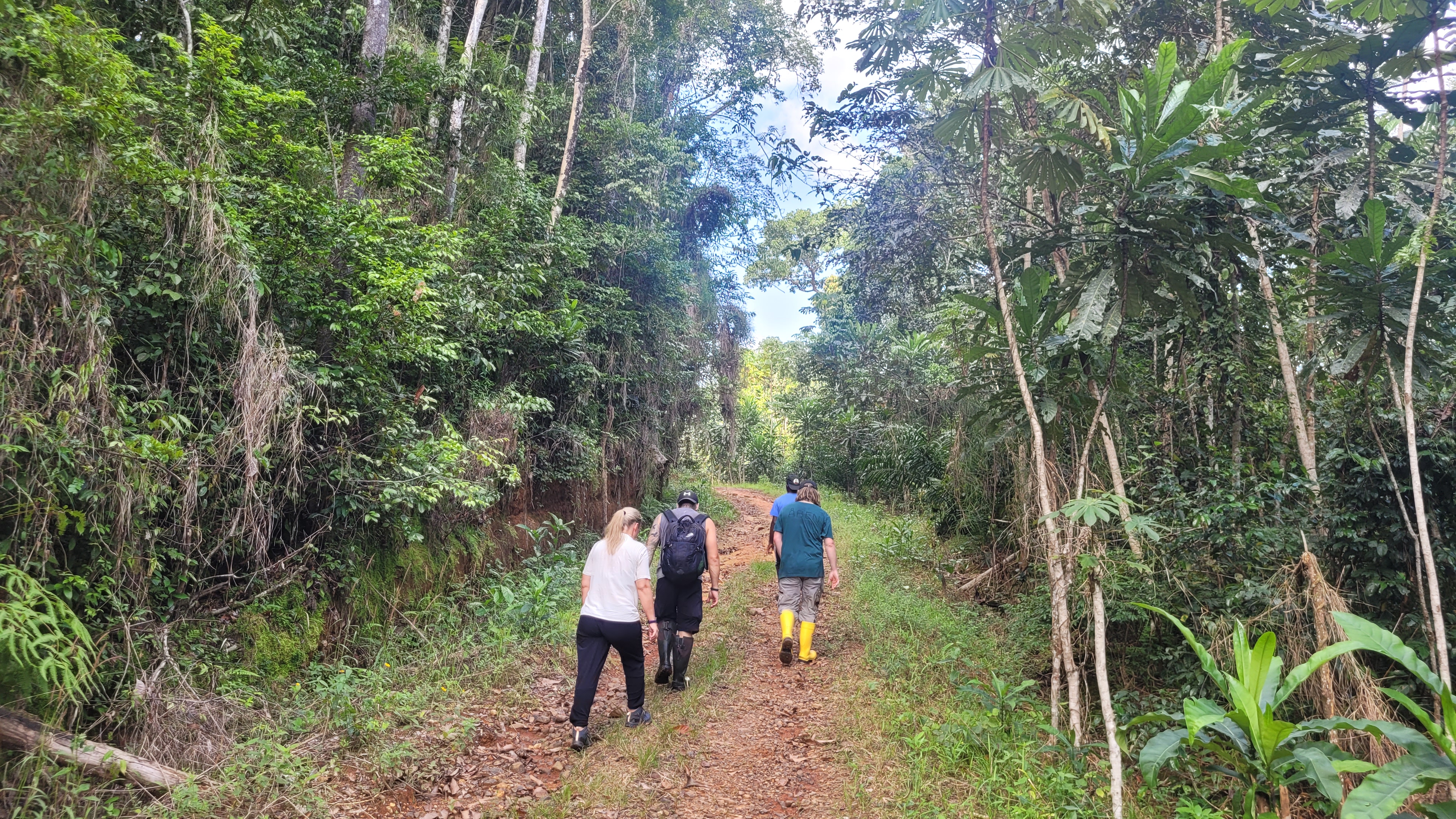Rainforest tracks in Liberia