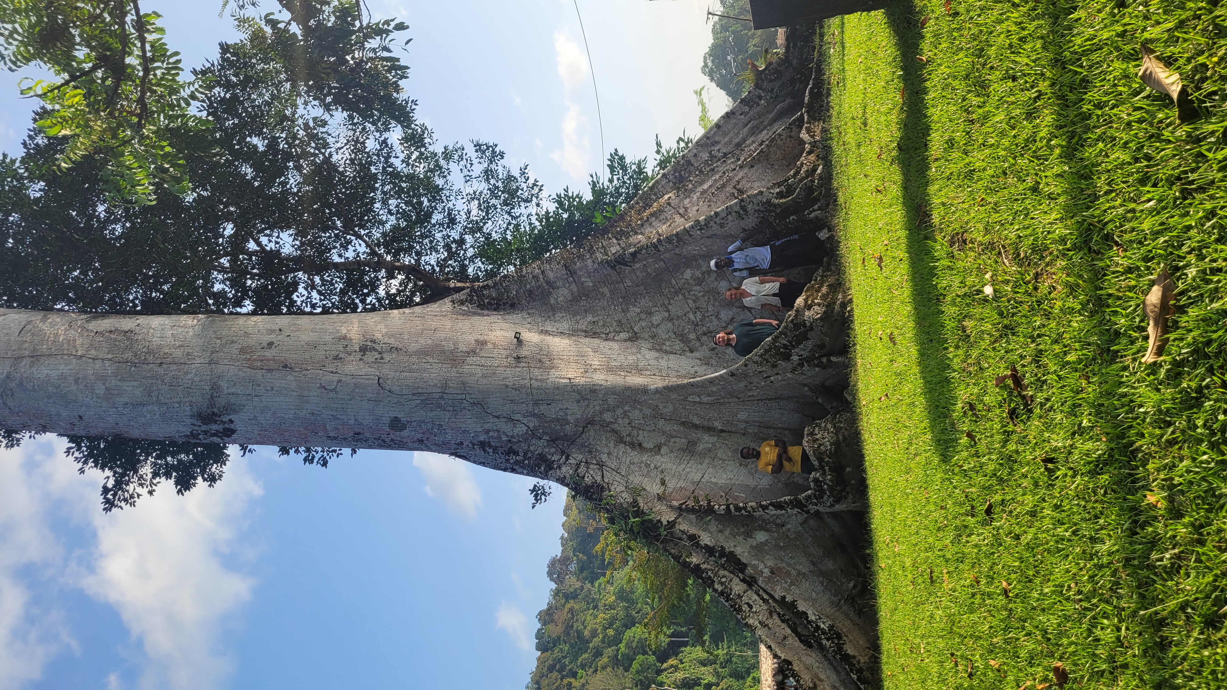 A massiv Cotton tree.
Capable of reaching heights of 70 meters