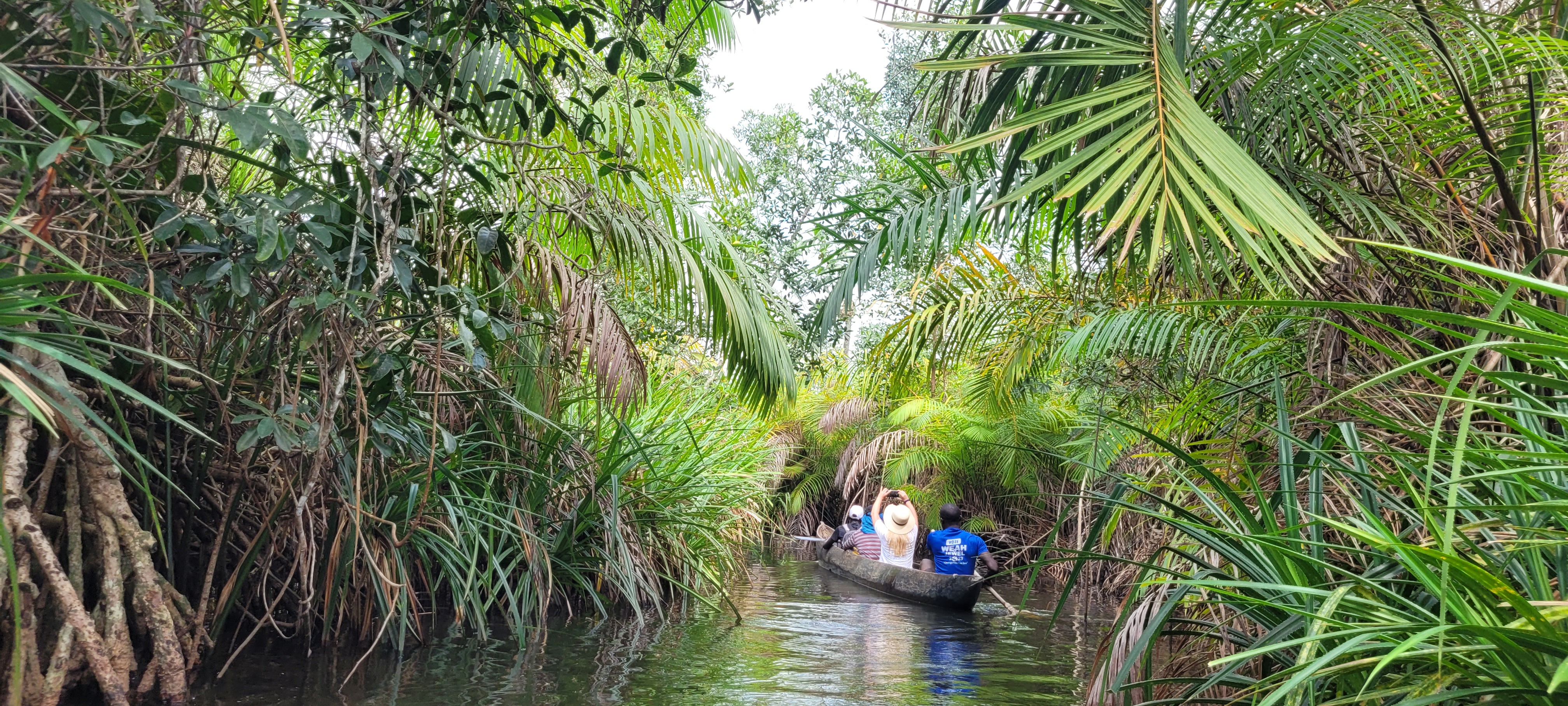 Kino ride through the beautiful mangrove forest