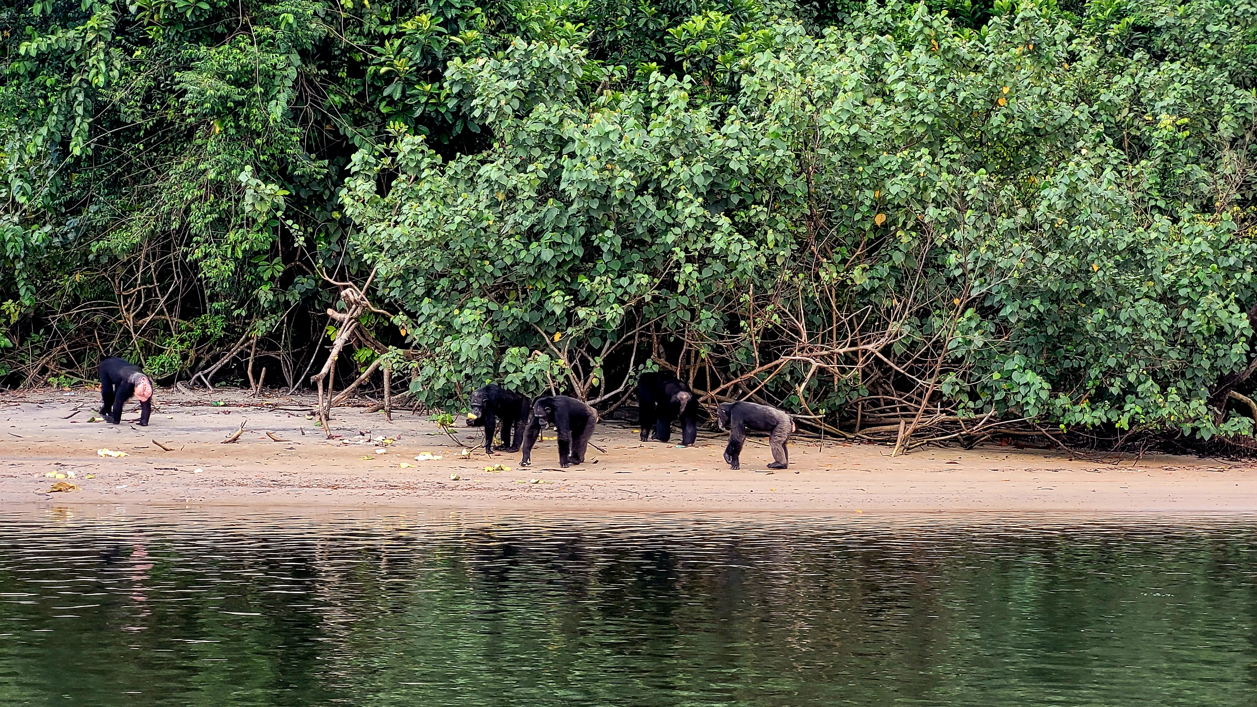 Chimpanzee