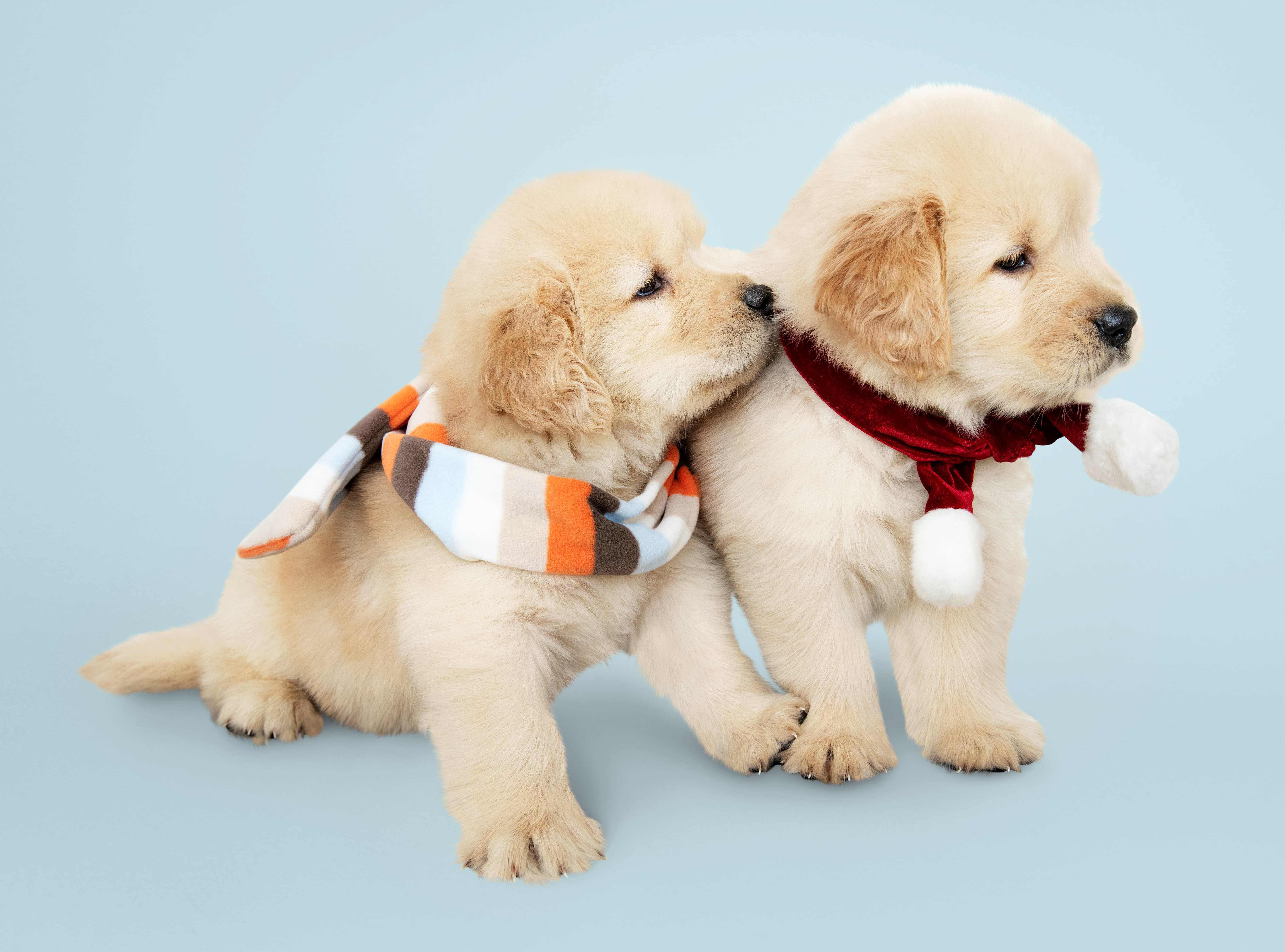 The Astrology of Pets: What Your Pet's Zodiac Sign Reveals